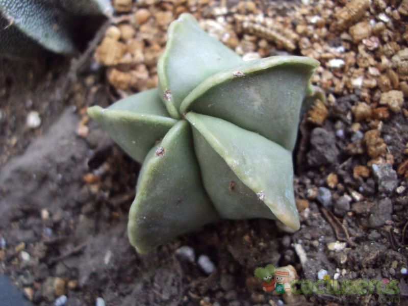 Una foto de Astrophytum myriostigma fma. nudum