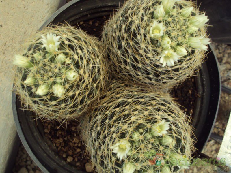 A photo of Mammillaria schiedeana ssp. dumetorum