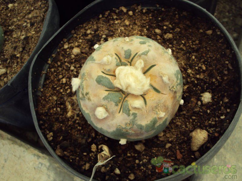 Una foto de Lophophora diffusa