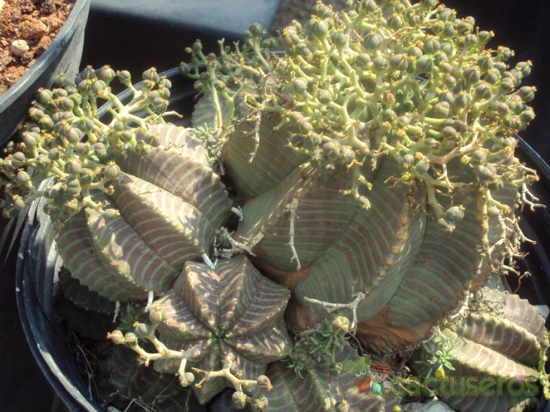 Una foto de Euphorbia meloformis subsp. valida