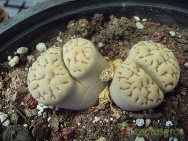 A photo of Lithops karasmontana ssp. karasmontana