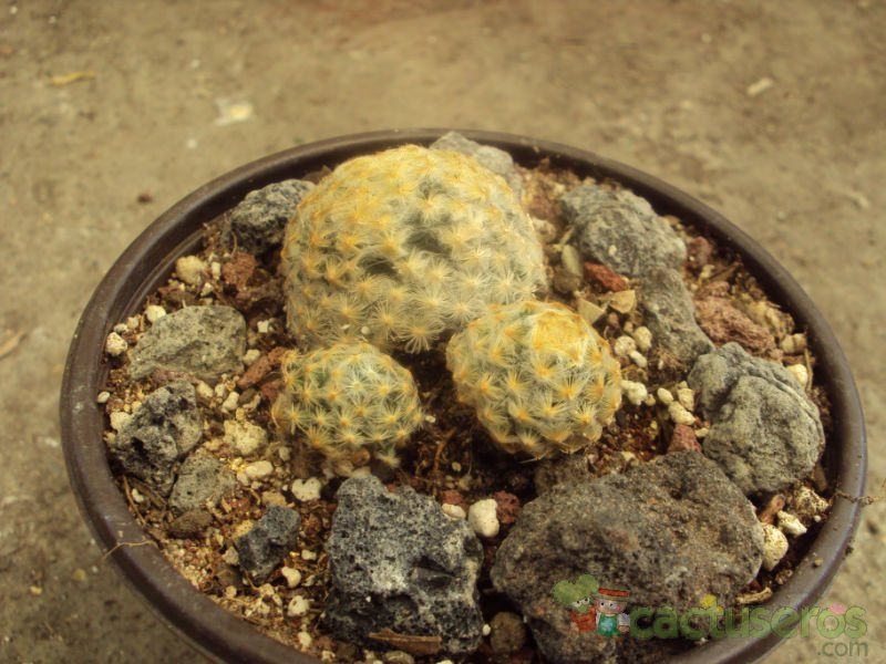 Una foto de Mammillaria schiedeana