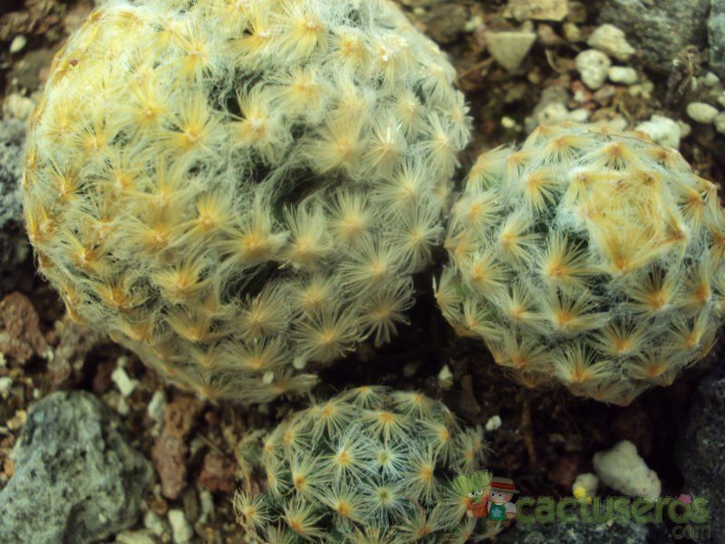 Una foto de Mammillaria schiedeana