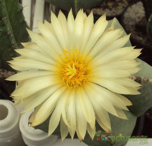 Una foto de Astrophytum myriostigma fma. nudum