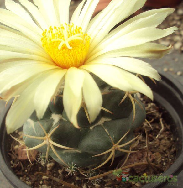 Una foto de Coryphantha elephantidens