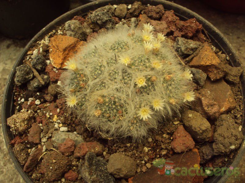 A photo of Mammillaria aureilanata