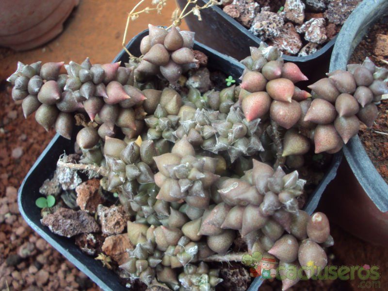 Una foto de Anacampseros filamentosa