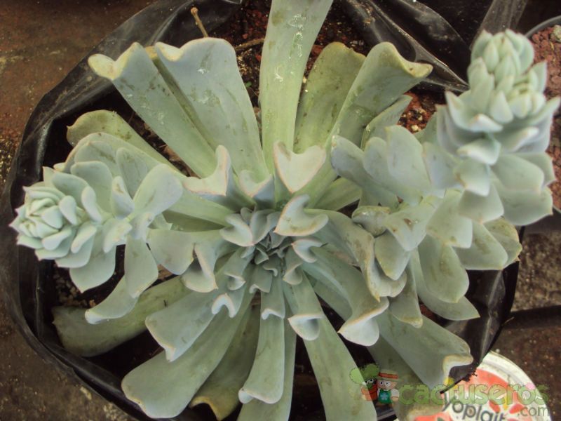 A photo of Echeveria runyonii cv. Topsy turvy 