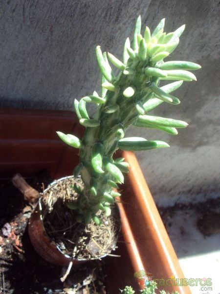 Una foto de Austrocylindropuntia subulata f. variegada