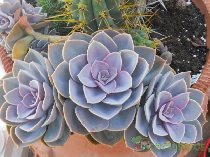 Una foto de Echeveria X Perle von Nurnberg ( E. gibbiflora metalica X E. elegans) (HIBRIDO)
