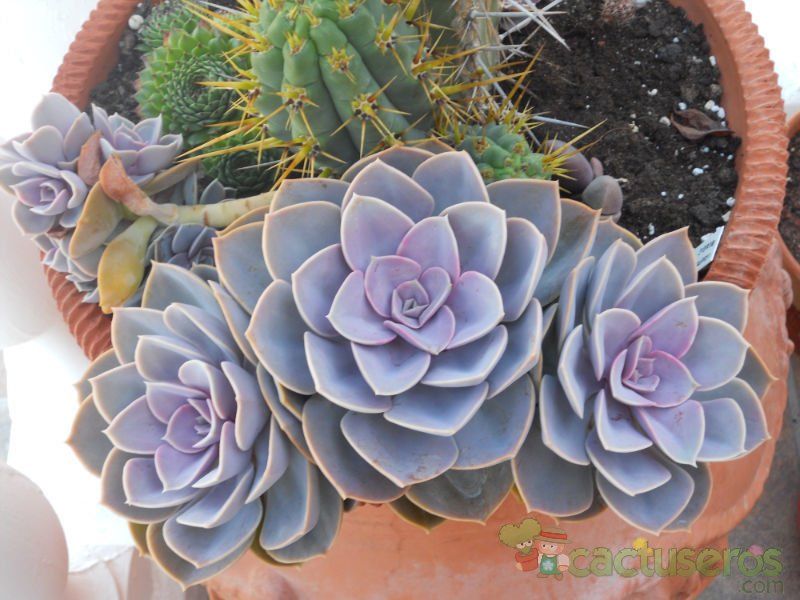 Una foto de Echeveria X Perle von Nurnberg ( E. gibbiflora metalica X E. elegans) (HIBRIDO)