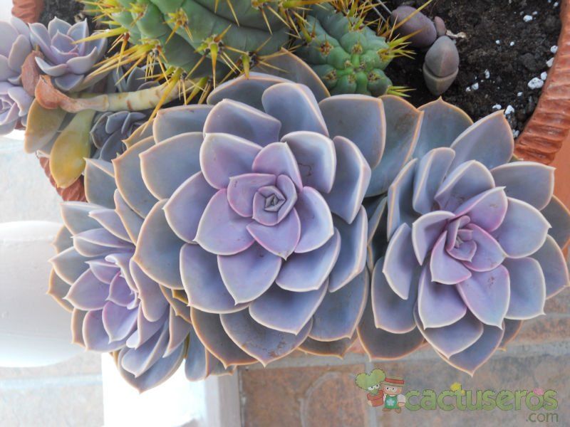 Una foto de Echeveria X Perle von Nurnberg ( E. gibbiflora metalica X E. elegans) (HIBRIDO)