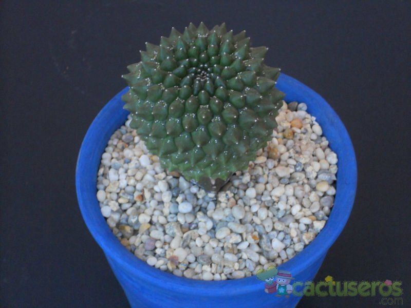 A photo of Euphorbia gymnocalycioides
