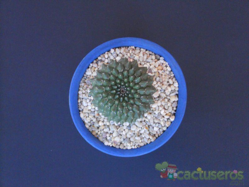 Una foto de Euphorbia gymnocalycioides