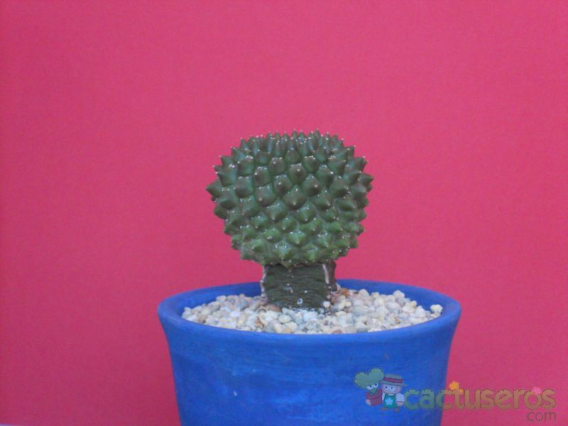 Una foto de Euphorbia gymnocalycioides