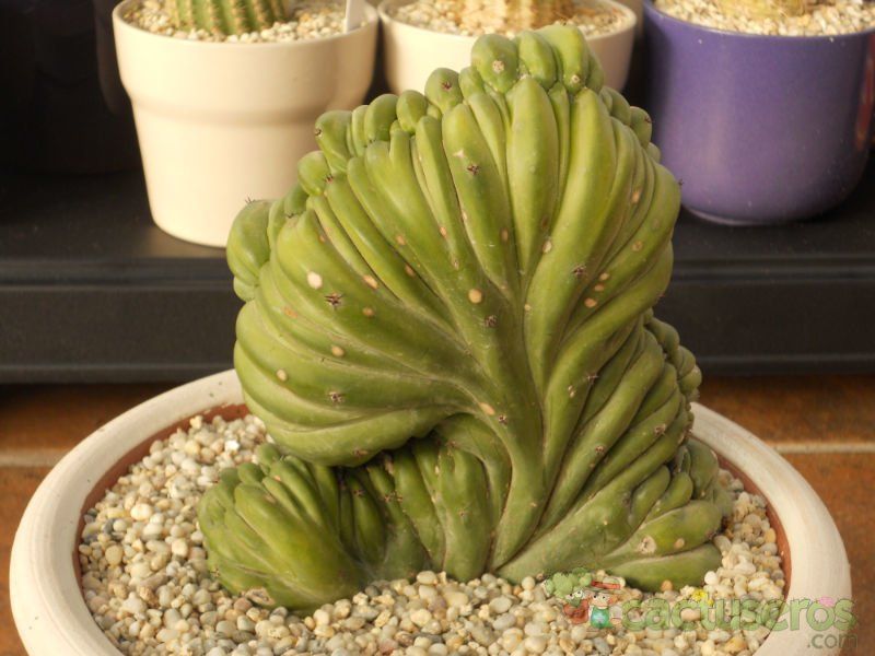 A photo of Myrtillocactus geometrizans fma. crestada
