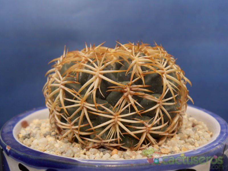 A photo of Coryphantha retusa