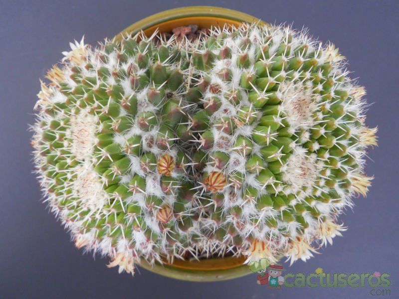 Una foto de Mammillaria karwinskiana subsp. nejapensis