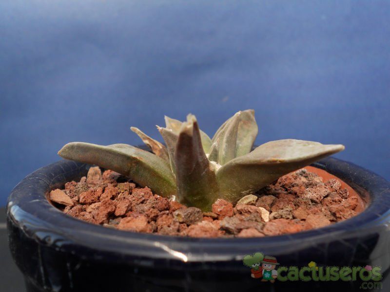 Una foto de Ariocarpus retusus