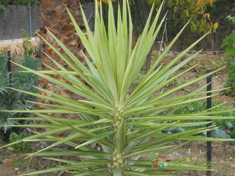 A photo of Yucca gloriosa