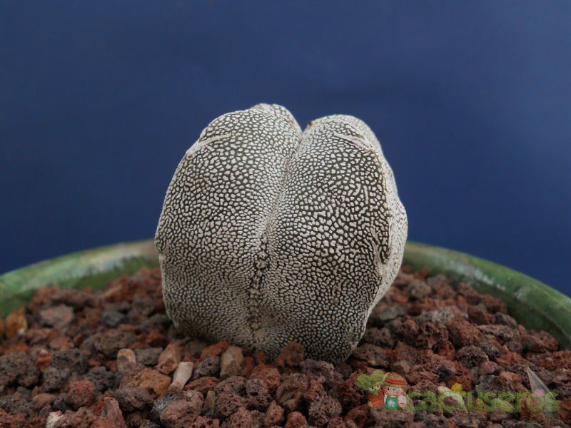 A photo of Astrophytum myriostigma quadricostatum