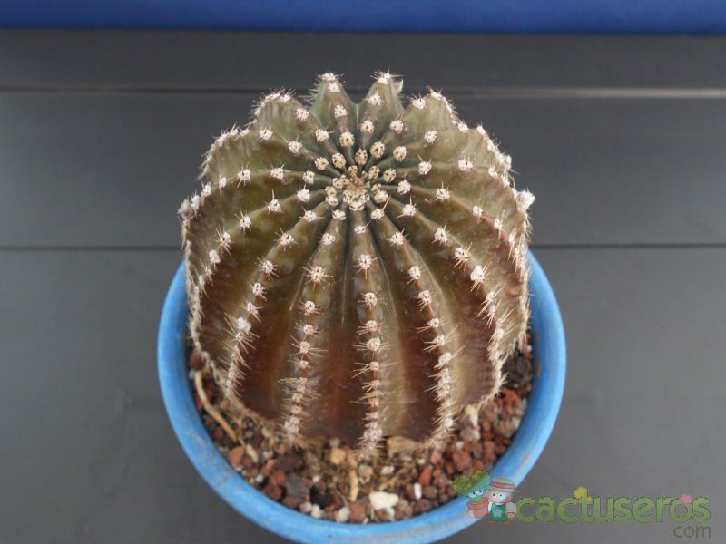 Una foto de Echinopsis densispina