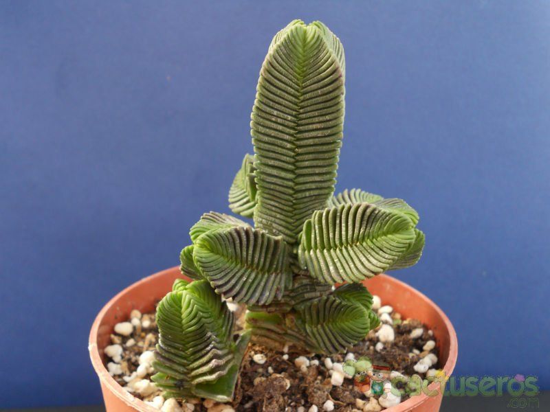 A photo of Crassula pyramidalis