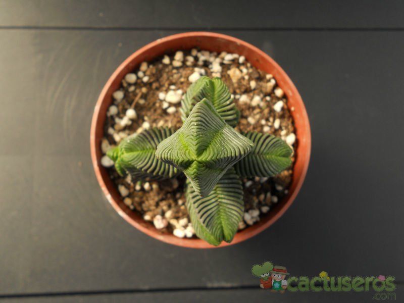 A photo of Crassula pyramidalis