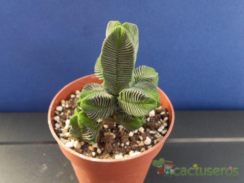 A photo of Crassula pyramidalis