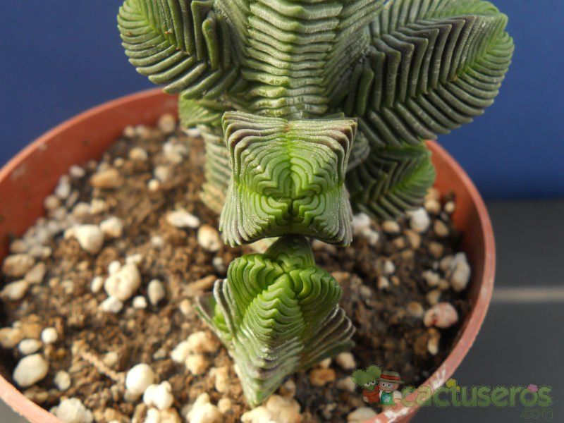 A photo of Crassula pyramidalis