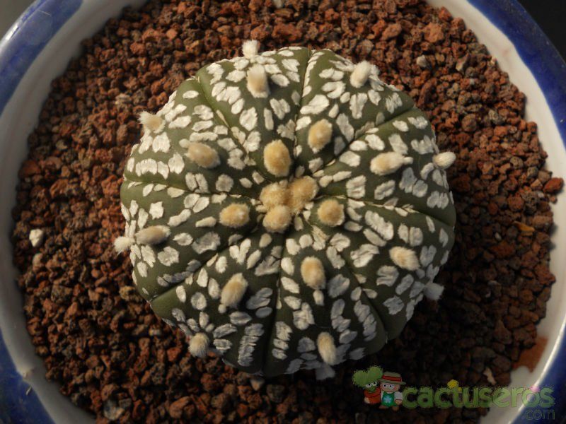 Una foto de Astrophytum asterias cv. superkabuto