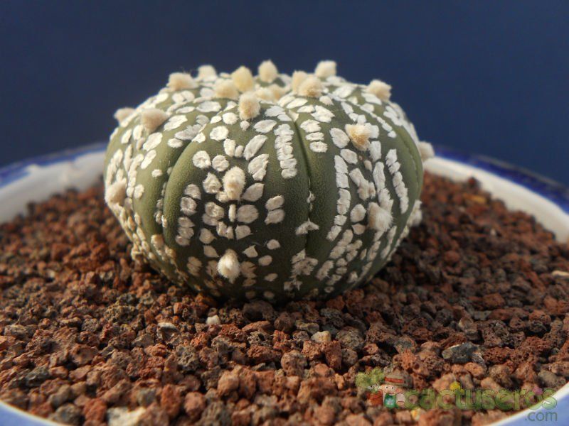 A photo of Astrophytum asterias cv. superkabuto