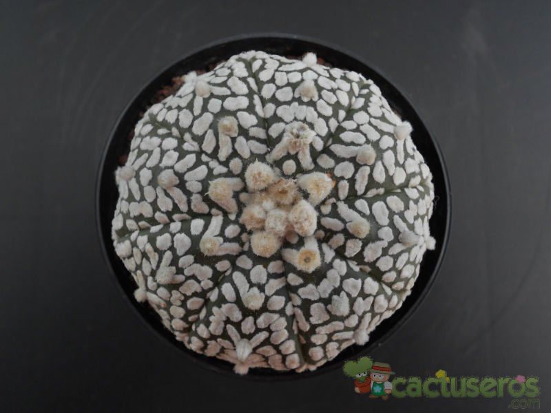 A photo of Astrophytum asterias cv. superkabuto