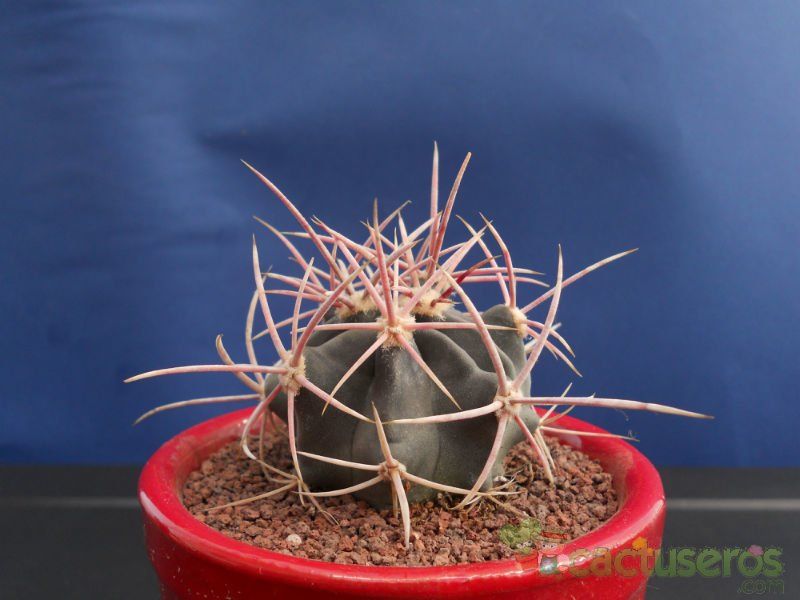 Una foto de Echinocactus polycephalus