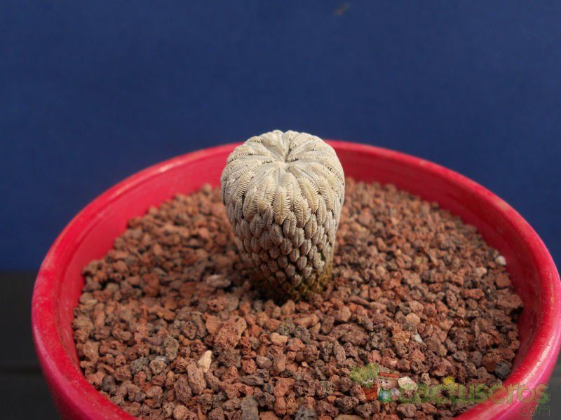 A photo of Pelecyphora aselliformis