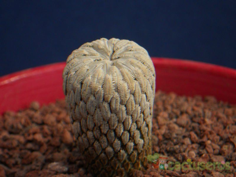 A photo of Pelecyphora aselliformis