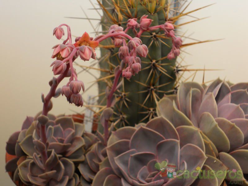 Una foto de Echeveria X Perle von Nurnberg ( E. gibbiflora metalica X E. elegans) (HIBRIDO)