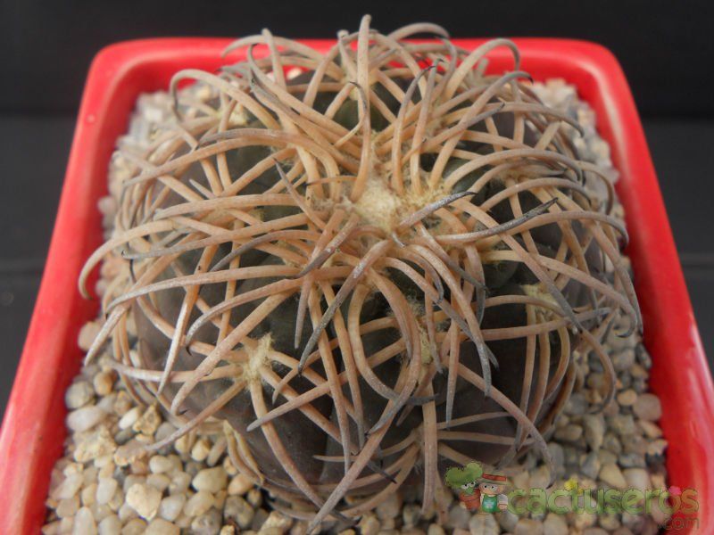 A photo of Gymnocalycium spegazzinii