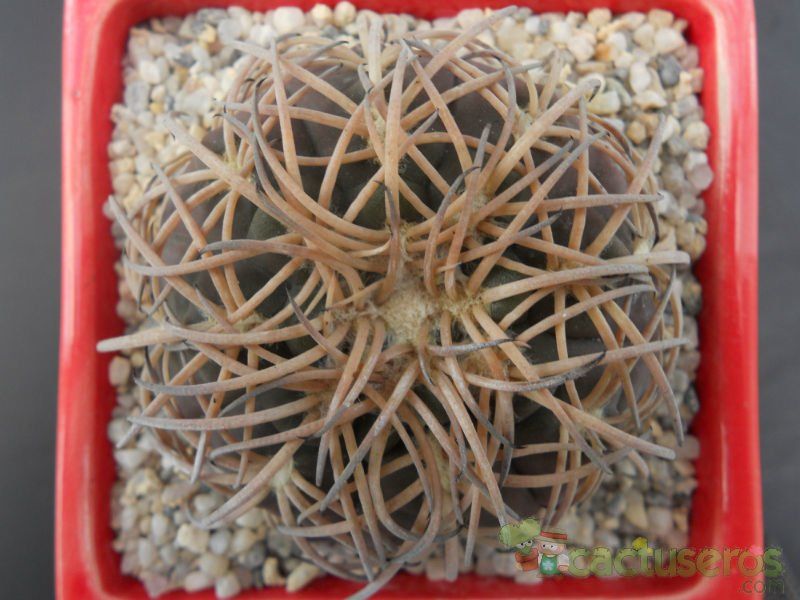 A photo of Gymnocalycium spegazzinii