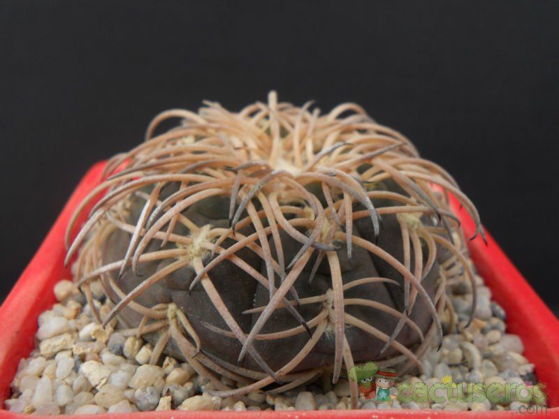 A photo of Gymnocalycium spegazzinii
