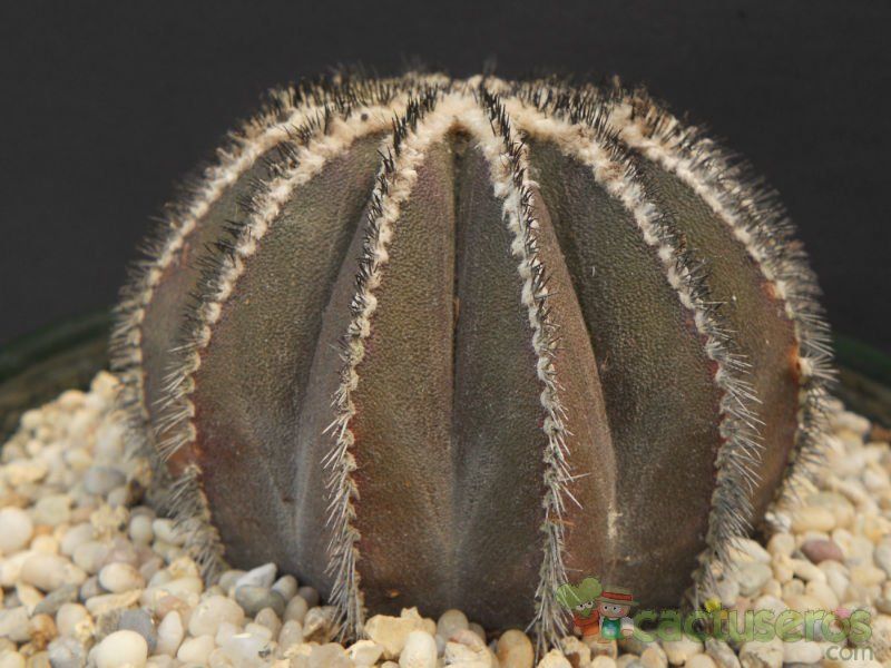 A photo of Uebelmannia pectinifera
