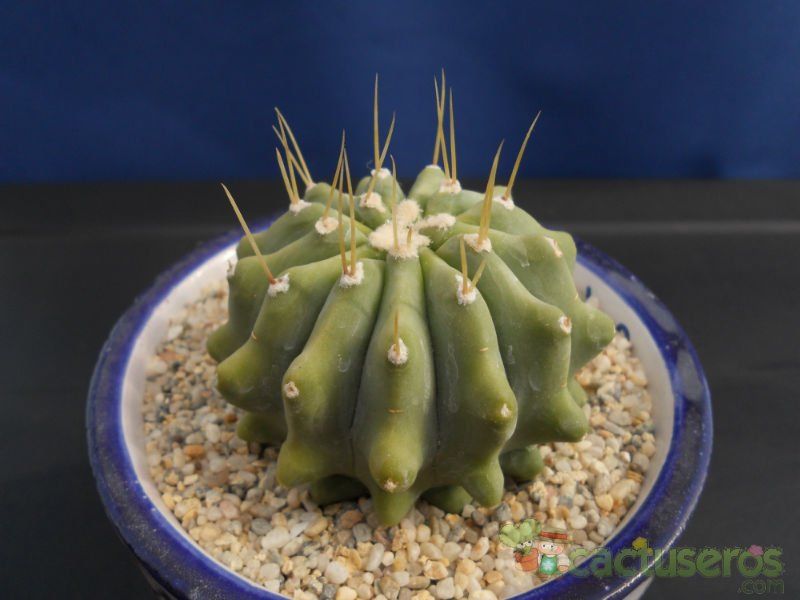 Una foto de Ferocactus glaucescens fma. inermis