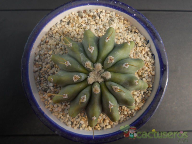 Una foto de Ferocactus glaucescens fma. inermis