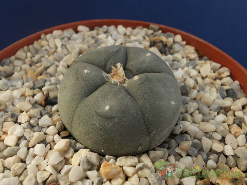 A photo of Lophophora williamsii