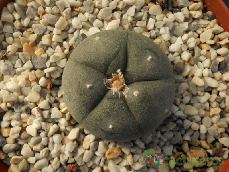 A photo of Lophophora williamsii