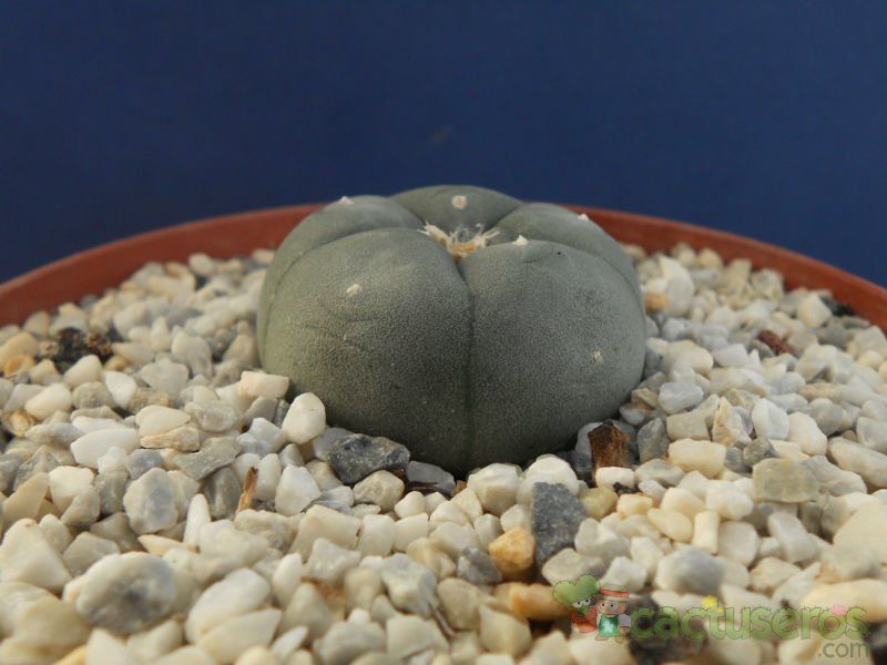 A photo of Lophophora williamsii