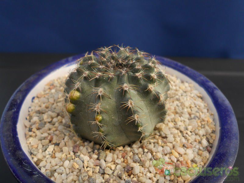 A photo of Echinocereus pulchellus ssp. sharpii