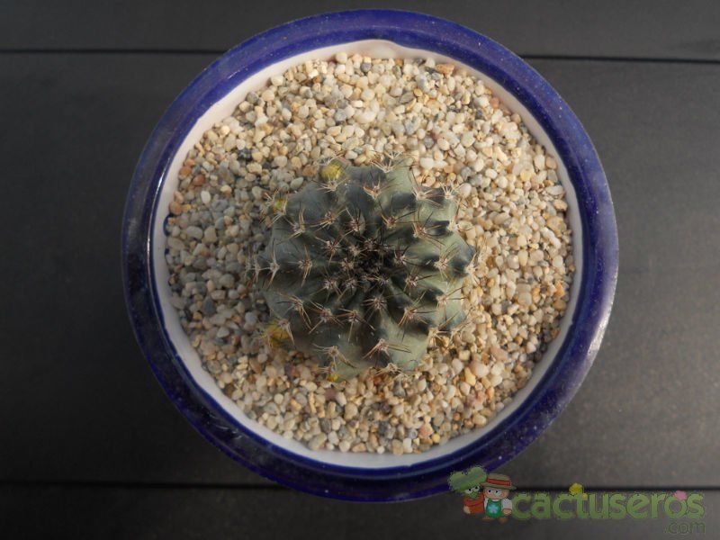 A photo of Echinocereus pulchellus ssp. sharpii