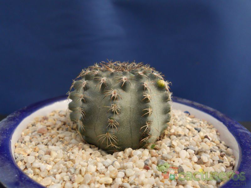 A photo of Echinocereus pulchellus ssp. sharpii