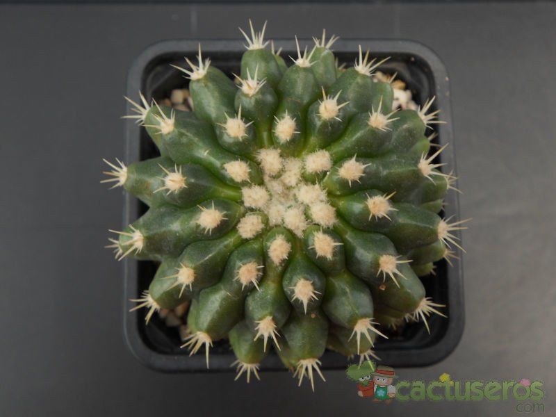 Una foto de Echinocactus grusonii fma. inermis